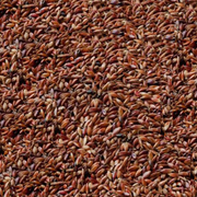 Суданская трава семена
